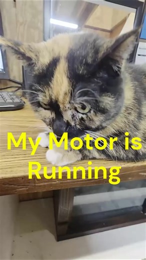 Have You Ever Heard a Cat Purr This Loud..?? 🐾🐾