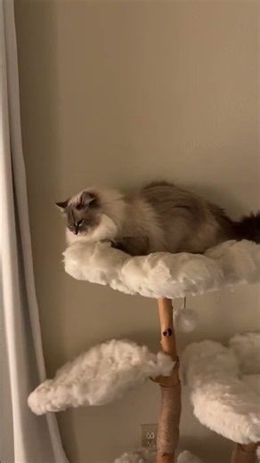 A loose cannon #cat #cats #kitten #kittens @nimbus_siberian