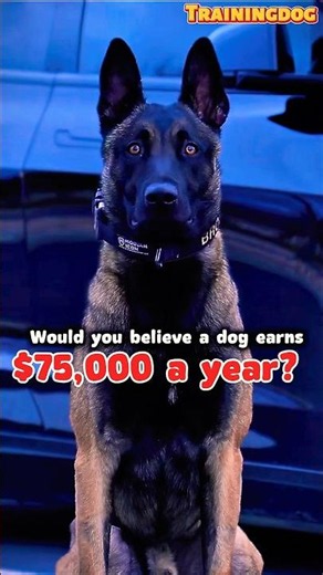 belgianmalinois Not just a dog… a highly paid K9 warrior #dog #malinois #belgianmalinois #k9