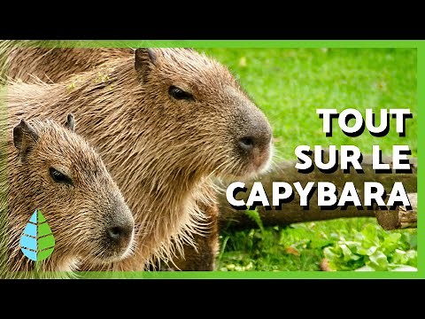 CAPYBARA EXPOSURE 🤎 | Characteristics, where they live and what they eat