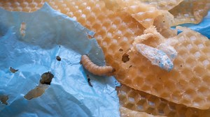 Lowly Wax Worm's Saliva May Boost Fight Against Plastic Pollution