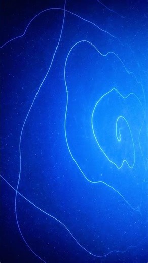 The Longest Creature on Earth 😲