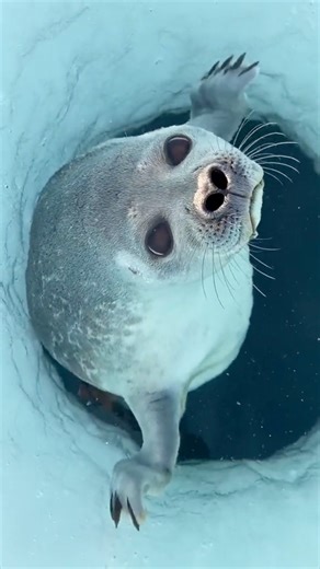 65K views · 2.4K reactions | Ringed Seal 玲 Smooshy Water Potato! #ringedseal #seal #sealife #oceanlife #oceancreatures | 1 Minute Animals | Facebook