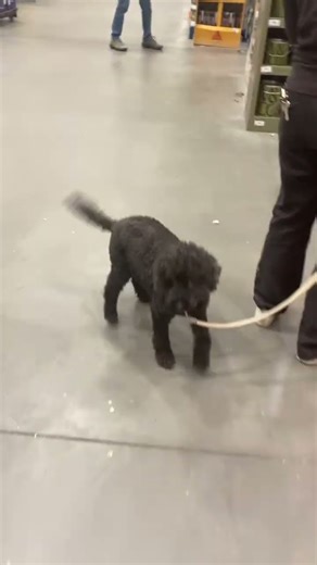 #cute little black #cockapoo #dog at B&Q shopping for paint! #doglife #cute