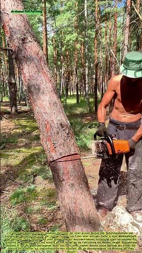 Targeted Felling: A Lumberjack's Technique for Controlled Tree Felling