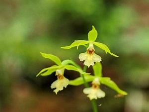 北海道旅行（9日目）清里～佐呂間……キンセイランなど…