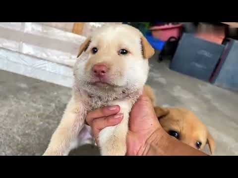 Helping My Cute Puppy with a Neck Infection 🐶💛 | Recovery Journey