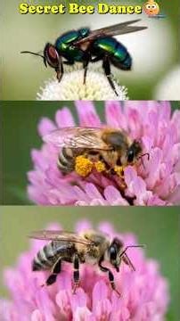 Bee Sends Live Location 😳 #bee