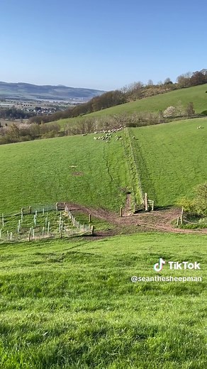 #screammovie watch storm an awesome sheep dog rounding up sheep and lambs on both verbal and whistle ques #fyp #foryou #bordercollie #dogsoftiktok #animalsoftiktok #tiktok