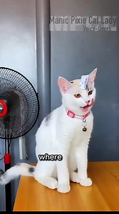 This little girl did a fantastic job of putting that sticker in it's place . Cat: Analisa Ligtas Pandian on FB Voice-Overs and edits: Me 👋🏻😊 (Posted Directly to FB) . . Encouraging positive mental health, one cat video day at a time. Subscribe to my Youtube or Patreon, or say hiiee to help support my channel 💜 And don't forget to check out my shop: http://www.manicpixiecatlady.com/shop . . #animalvoiceover #catvideos #funnycats #cats #catlady #manicpixiecatlady #catlovers #catsarelove #catli