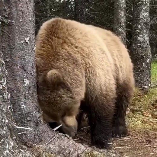 Soo love it 🥰🥰 | Bear lover