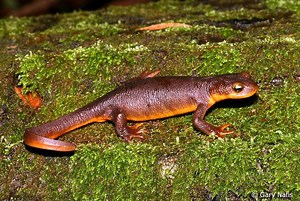 California newt - Alchetron, The Free Social Encyclopedia