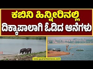 ನಾಗರಹೊಳೆ ರಾಷ್ಟ್ರೀಯ ಉದ್ಯಾನವನದಿಂದ ಹೊರ ಬಂದಿರೋ ಕಾಡಾನೆಗಳು! | Guarantee News