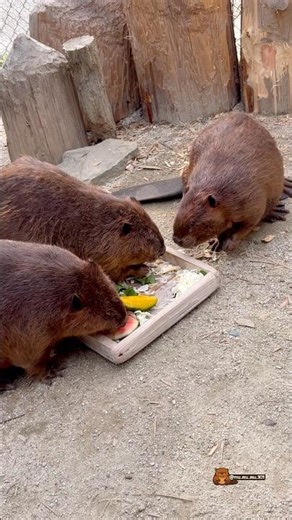 きよちゃんムームー声特集💖 Kiyo’s Mu Mu Compilation 💖 #ビーバー #beaver #cuteanimals #かわいい動物 #animalshorts #癒し