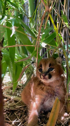 The park has been so blessed with the abundance of beautiful babies! This little one here is a African Lynx also called a African Caracal 😍 | Tennessee Safari Park