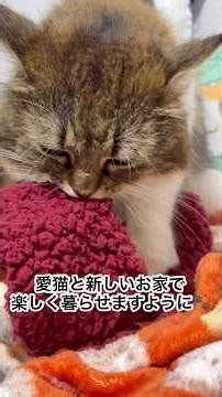 去年の9月からリフォームしてるのにリフォームが終わりません。 ※この動画は過去の出来事で無事に引っ越しを終えて、新居で暮らしています🏠 #愛猫との暮らし#猫のいる暮らし#リフォーム#引っ越し延期