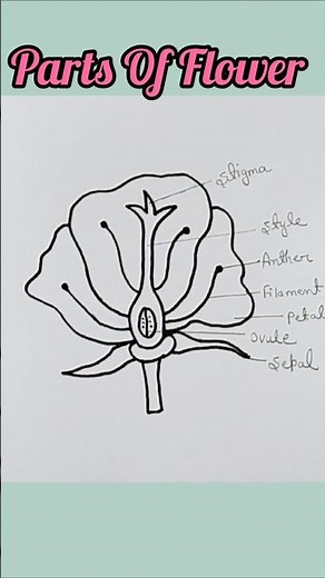 How To Draw Parts Of Flower Diagram Class 7//Labelled Diagram Of Parts Of Flower #shorts #flower