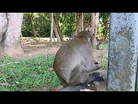 Baby Monkeys Playing & Learning | Cutest Monkey Moments Ever!