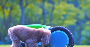 [VIDEO] 'Beetl', the 'Pooper Scooper', robot finds & cleans up dog poop using cameras, sensors