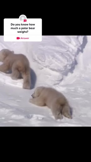 #answer to @justin.has.tiktok.now #polarbear #animalkingdom #arctic #animalfacts #polarbearcub #fyp #foryou #foryoupage #bear #cub
