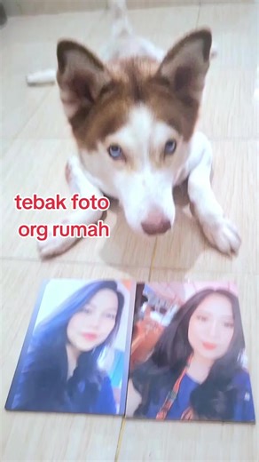 Tebak Anjing Husky: Si Pintar dan Lucu!