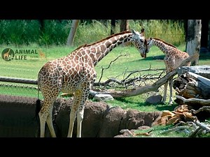 Giraffe LIVE | Animal Adventure Giraffe Cam LIVE