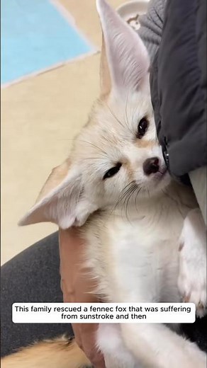 This family rescued a fennec fox that was suffering from sunstroke and then