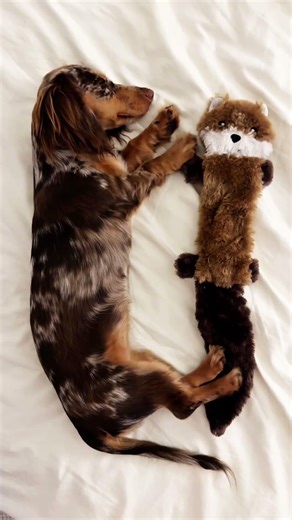 Why are you growing so fast? 🥹It’s been just four months😭🤍 #dachshundpuppy #miniaturedachshund