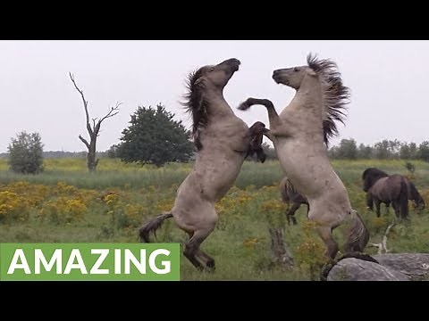 Fighting wild horse gets help from friend during scuffle