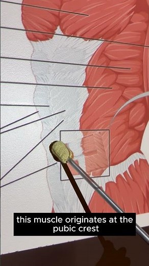 Rectus Abdominis #kinesiology #anatomy #anatomystudy #anatomyshorts #science #biomechanics