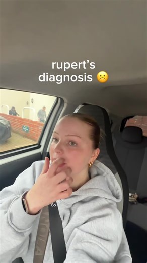 Unique Italian Greyhound Behavior: Does Your Dog Do This?