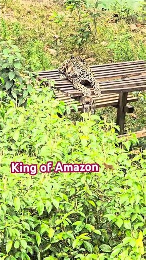 This Is NOT a Tiger! Amazon Jungle’s Real King – Jaguar 🐆 | Brazil Vlog