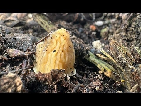 Začíname- prvé jarné huby