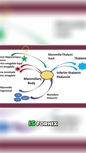 Mammillary Body Pathways: Anatomy of the Brain #shorts