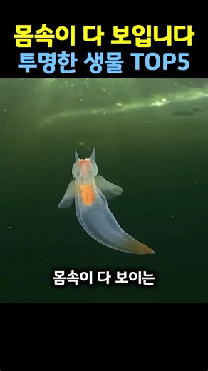 몸속이 보이는 신기한 생물#투명한생물 #바다생물 #심해생물 #신기한생물 #동물상식 #자연의신비 #희귀생물 #쇼츠 #동물쇼츠 #동물