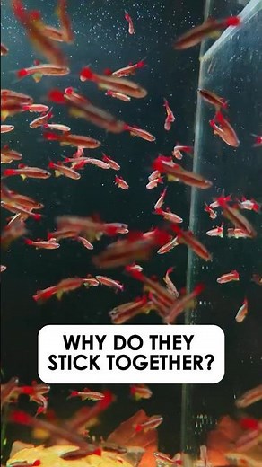Why These Tiny Red Fish Stay in Perfect Formation (Chili Rasbora Secret)