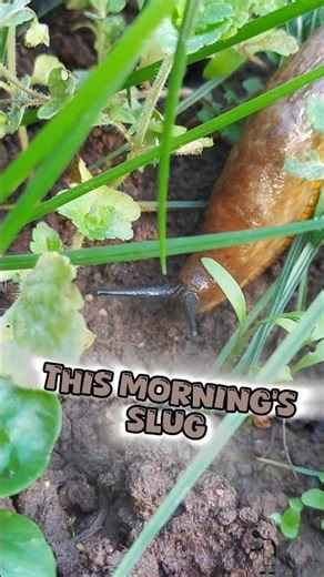 This morning's slug