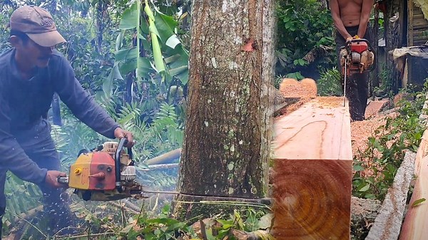 High-Performance Chainsaw Work for Sturdy Timber