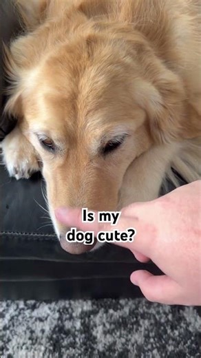 Is my Dogo Cute? #shorts #goldenretriever #cute #youtubeshorts #dog #dogs #dogshorts #short