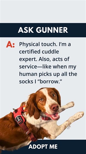 Meet Gunner! 2 years old, fostered in Delton, Michigan — part-time cuddle pro, full-time yard patrol officer. Loves zoomies, squirrels, and collecting socks. He’s looking for an active family who’ll love him for all his quirky, lovable energy. Learn more apply to adopt 👉 https://loom.ly/TfNal60 #AdoptABrittany #AmericanBrittanyRescue | American Brittany Rescue, Inc