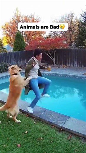 Animals funny prank on their owners