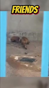 Moe Momiage Protect Punch kun From Jealous Bully Attack! Zoo🐒⚔️ #punch #shorts #fyp #viral #animals