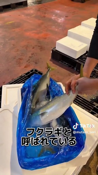 富山県魚津のフクラギをおろしてみた