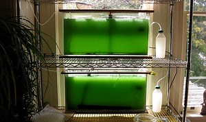 Growing Spirulina at Home