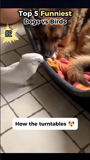Top 5 Funniest Dogs vs Birds