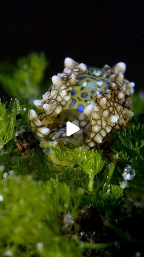 Yury Ivanov | UW Photographer on Instagram: "A super tiny sea animal - sea slug - Oxynoe kylei is feeding on the algae. A body length of this creature is approximately 3mm!!! 🔬 The video was taken at a depth of 15m. 🤿📸 Tulamben, Bali, Indonesia. 🌏"