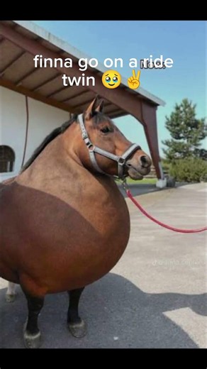 horse dih is huge 🥹 #shorts #viral #memes #funny