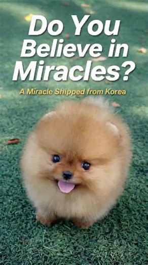 Do You Believe in Miracles? #rehoming