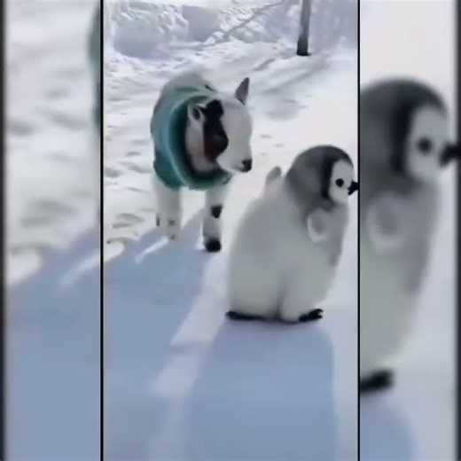 bebe pingüino #gaming #shorts #viral #meloryxlu