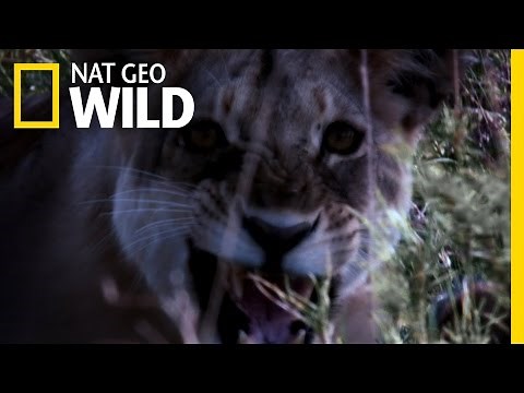 Man-Eating Lion Pride | Maneater Manhunt: Lion Attack